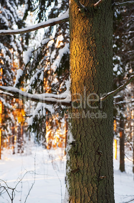 Forest in the winter