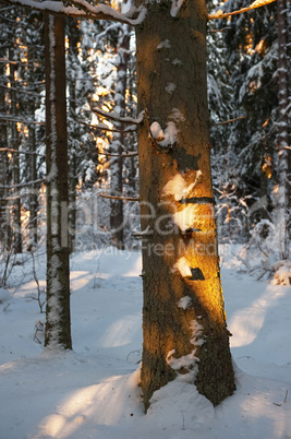 Forest in the winter