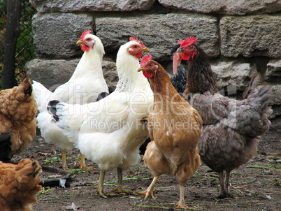 cute funny hens on farm yard