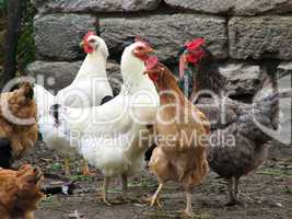 cute funny hens on farm yard