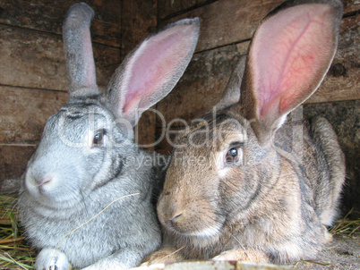 grey and brown rabbits