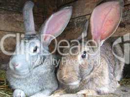 grey and brown rabbits