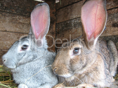 grey and brown rabbits