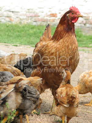 hen with chickens eating the grain