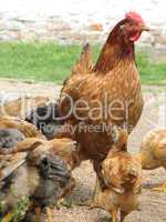 hen with chickens eating the grain