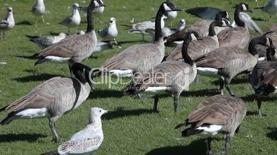Geese and Seagulls