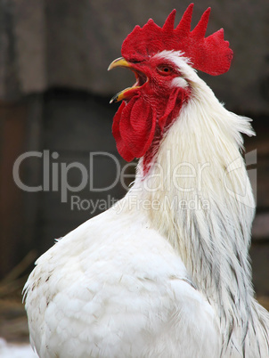 white rooster head