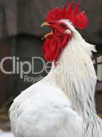 white rooster head