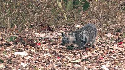 Cat in wild