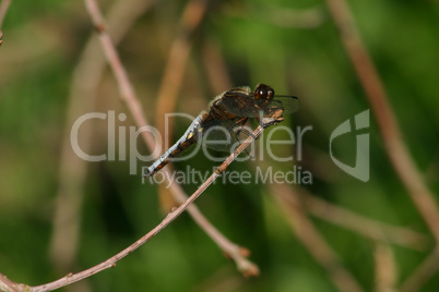 Plattbauchlibelle (Libellula depressa)