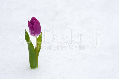 lila Tulpe im frischen Schnee