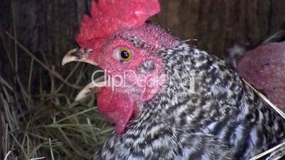 Chicken closeup
