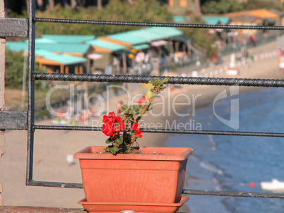 Flowers on a Terrace, Tuscany, Italy
