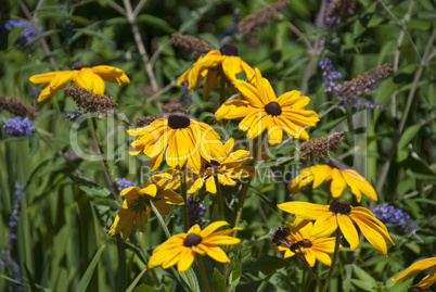 Flowers of Toronto, Canada, August 2008