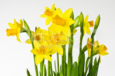 Osterglocke, Daffodils