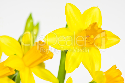 Osterglocke, Daffodils