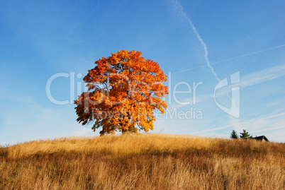 Autumn landscape with a lone tree