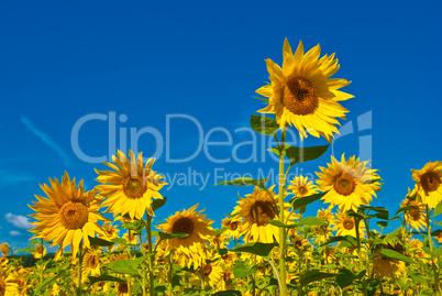 Sunflower field