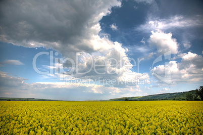 Spring landscape and the cloudy sky. A yellow field.