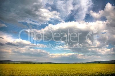 Spring landscape and the cloudy sky. A yellow field.