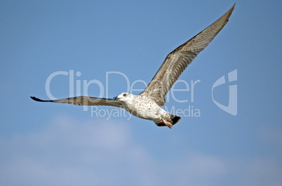 Flying seagull