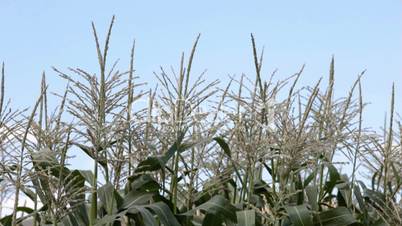 Corn crop in breeze