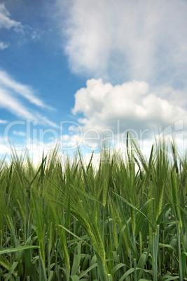 wheat field