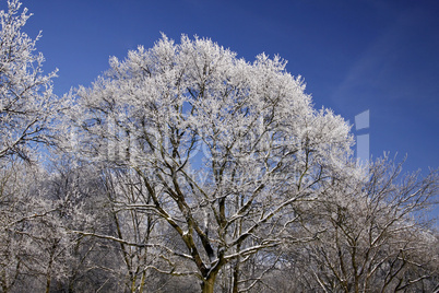 Bäume mit Rauhreif im Winter, Niedersachsen, Deutschland - Trees with hoarfrost in winter, Lower Saxony, Germany, Europe