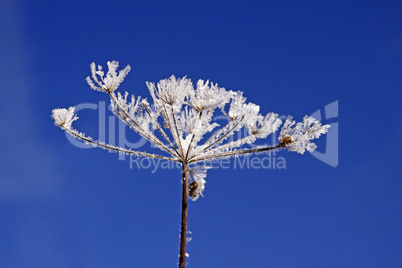 Doldenblütler mit Eiskristallen im Winter - Umbellifer with ice crystals in winter