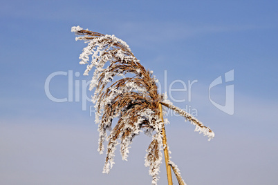 Phragmatis australis (syn. Phragmatis communis), Schilfrohr im Winter - Common reed in winter, Germany