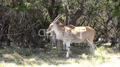 Elen-Antilope