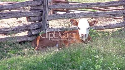 Farm calf laying