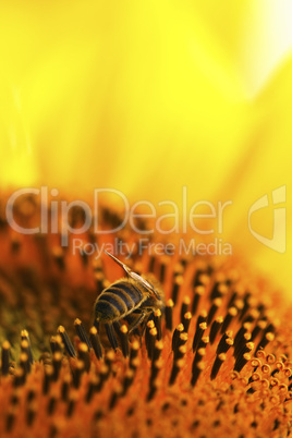 Bee collecting farina on a sunflower