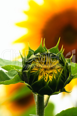 Young sunflower