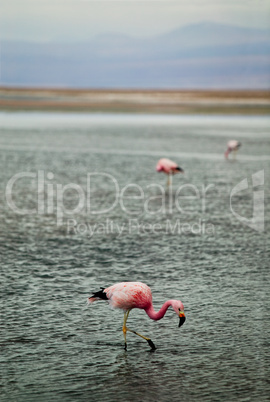 Flamingos in shallow water