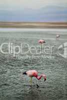 Flamingos in shallow water