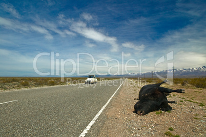 White car and dead black cow