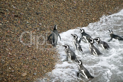 Group of Magellanic Penguins