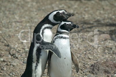 Couple of Magellanic Penguins