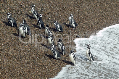Group of Magellanic Penguins leaving the ocean