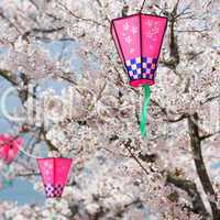 Pink Lanterns On Cherry Blossom Trees