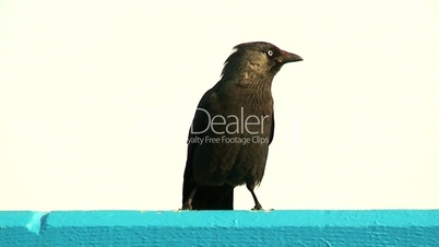 Black bird perched on a blue railing