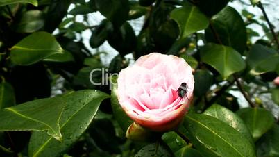Pink rose in spring time