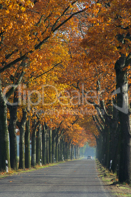 Allee im Herbst - avenue in fall 05