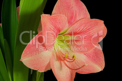 Amaryllis auf schwarz - Amaryllis on black 02