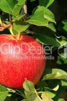 Apfel am Baum - apple on tree 21