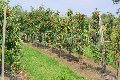 Apfel am Baum - apple on tree 76