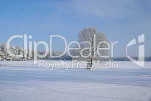 Baum im Winter - tree in winter 02