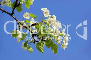 Birnbaumblüte - flowering of pear tree 59