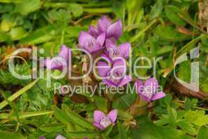 Feldenzian - Chiltern gentian 02